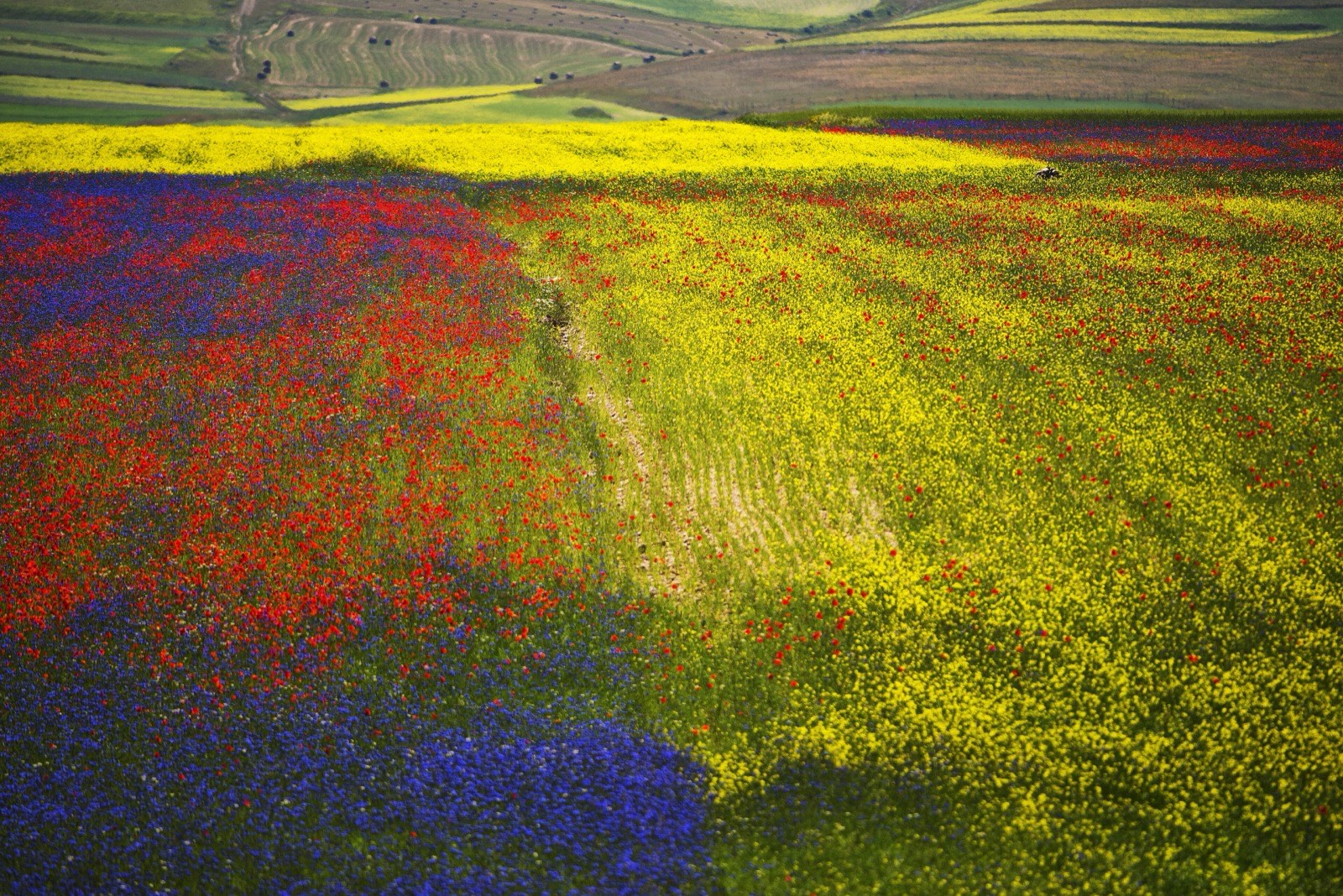 La fioritura della Piana Grande di Castelluccio con i Monti Sibillini sullo sfondo